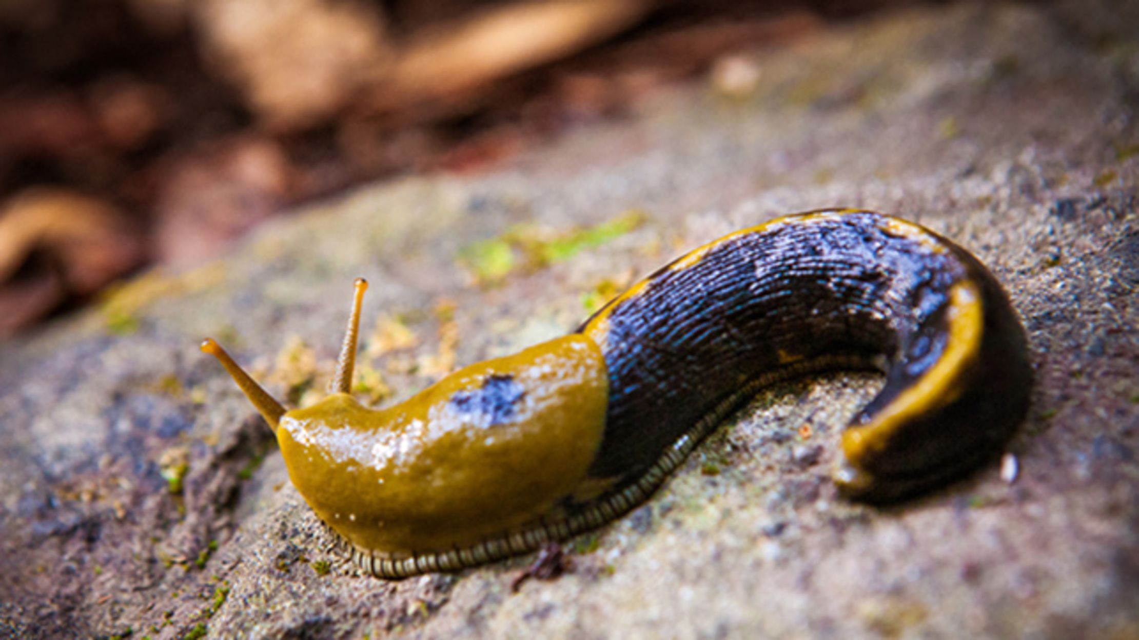 What are some interesting facts about slugs?