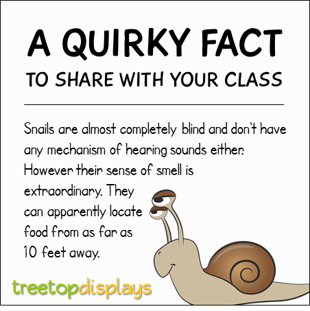 What are some interesting facts about snails?