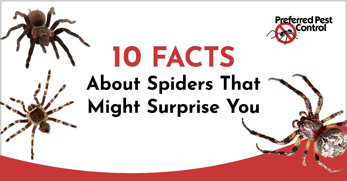 What are some interesting facts about spiders?
