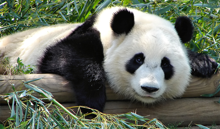 What are some interesting facts about the giant pandas?