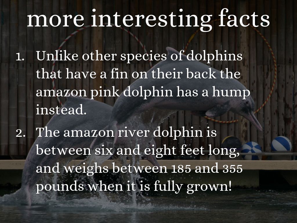 What are some interesting facts about the Indus river dolphin?