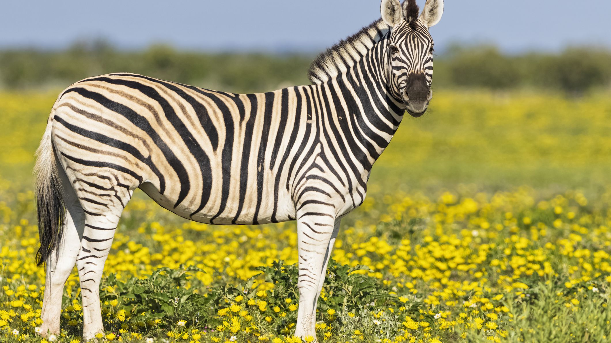 What are some interesting facts about the zebra?