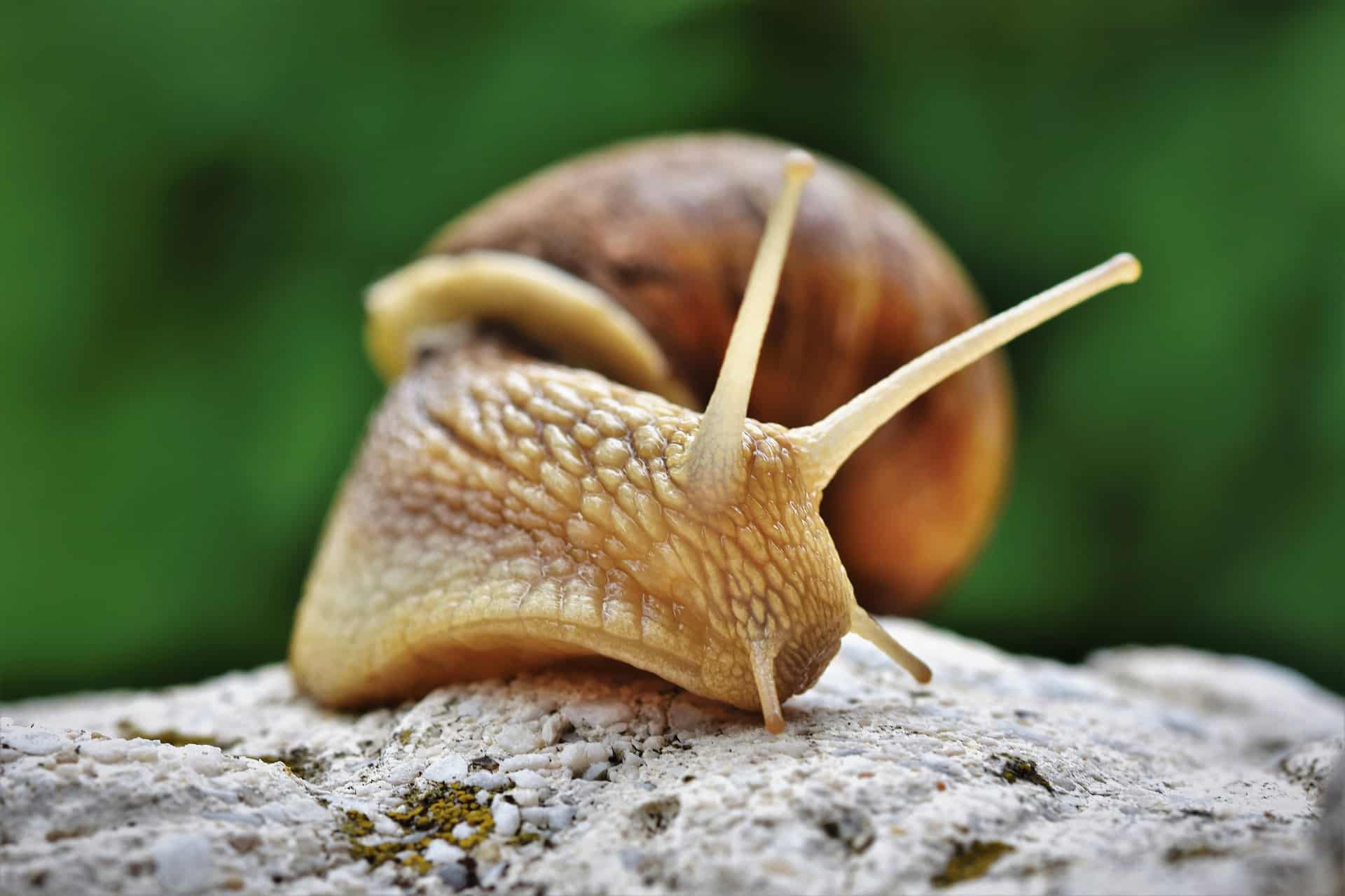 What are some interesting facts you didn't know about snails?