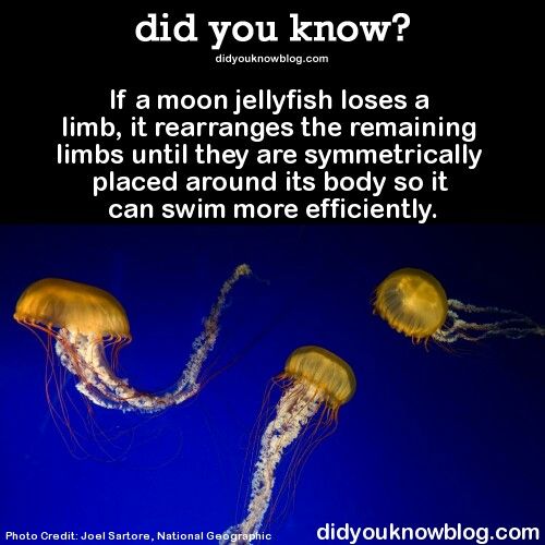 What are some mind-blowing facts about jellyfish?