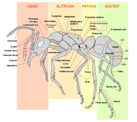 What are some of the internal and external structures of a ant?
