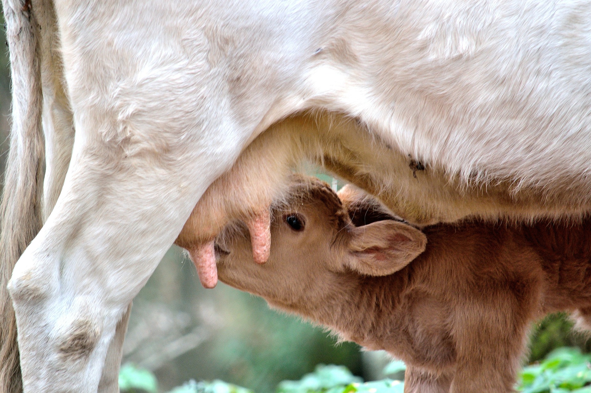 What are supernumerary teats in dairy calves?