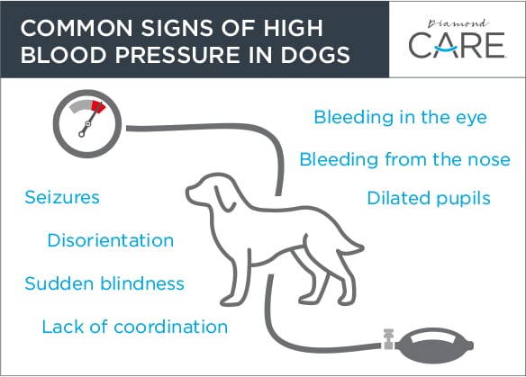 What are symptoms of high blood pressure in dogs?