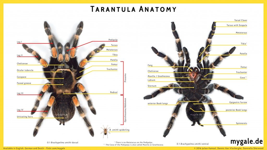 What are tarantula pedipalps?