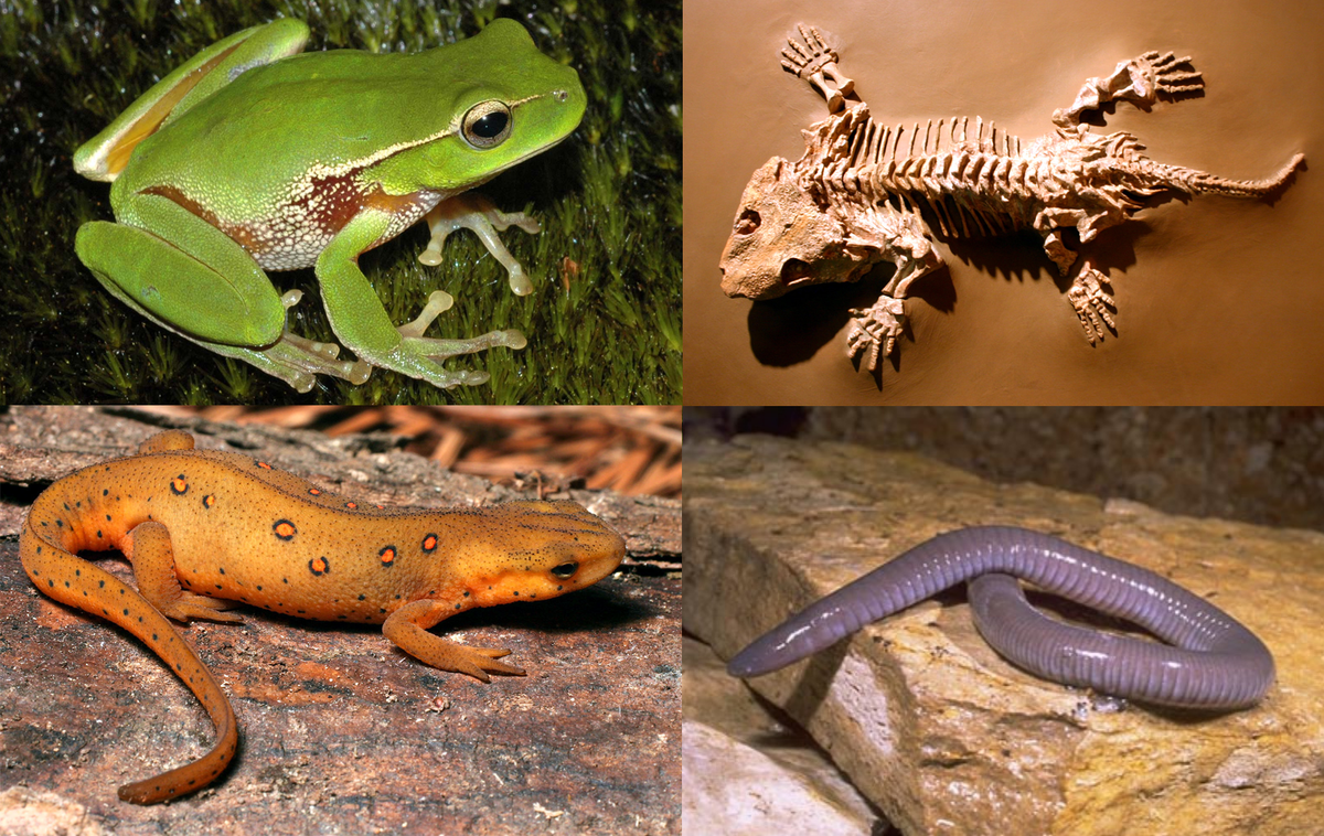 What are the 10 most common amphibians?