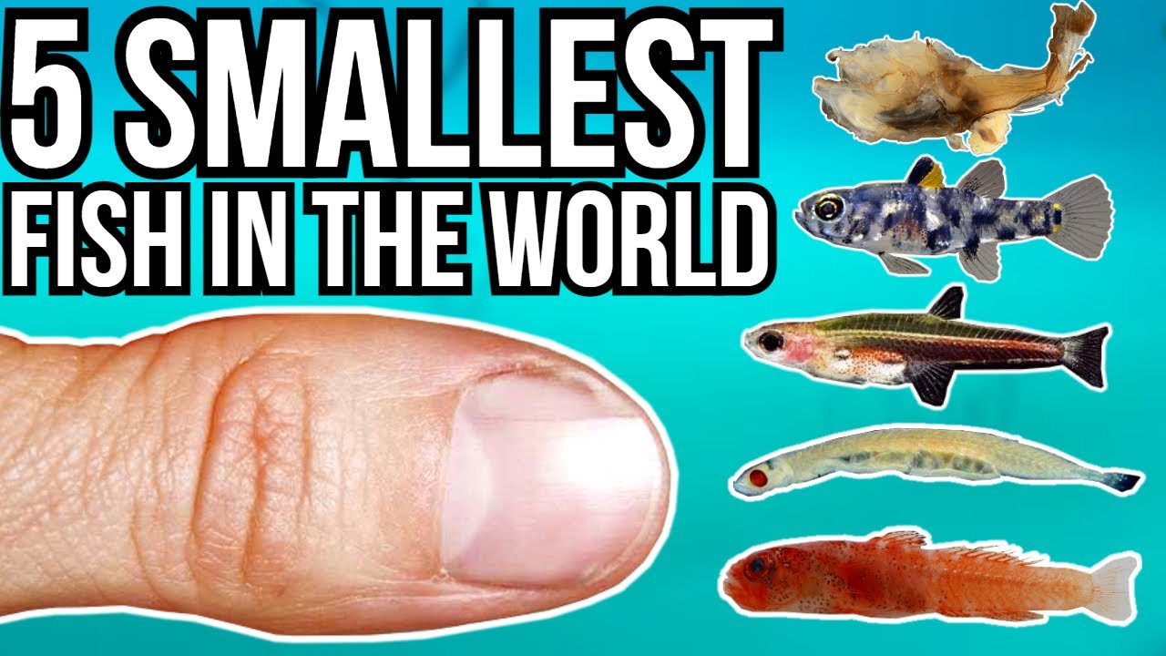 What are the 10 smallest fish in the world?