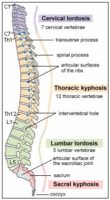 What are the 12 vertebrae of the vertebral column?
