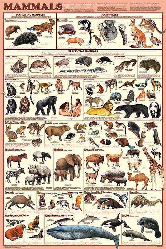 What are the 18 orders of mammals?