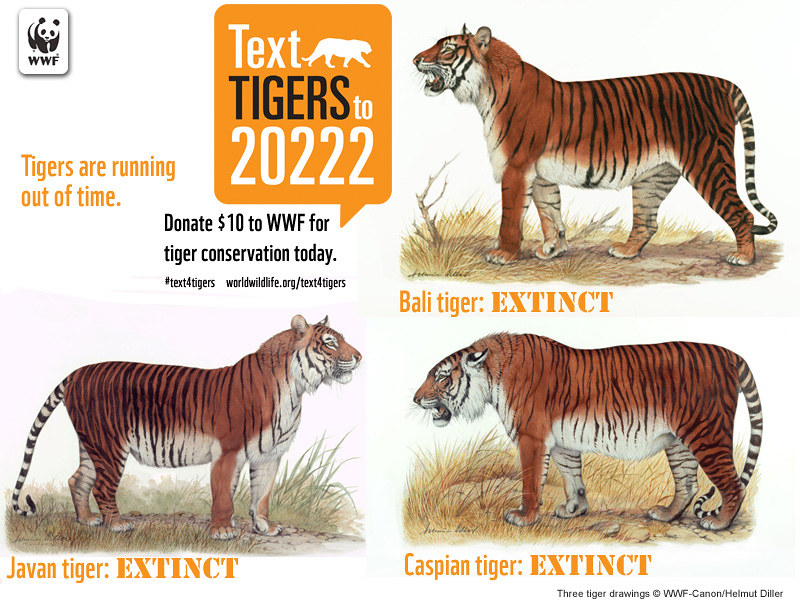 What are the 3 extinct tiger?