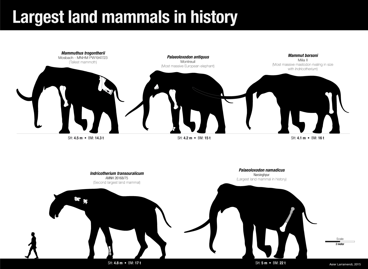 What are the 3 largest mammals?