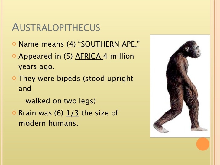 What are the 3 major groups of hominids?