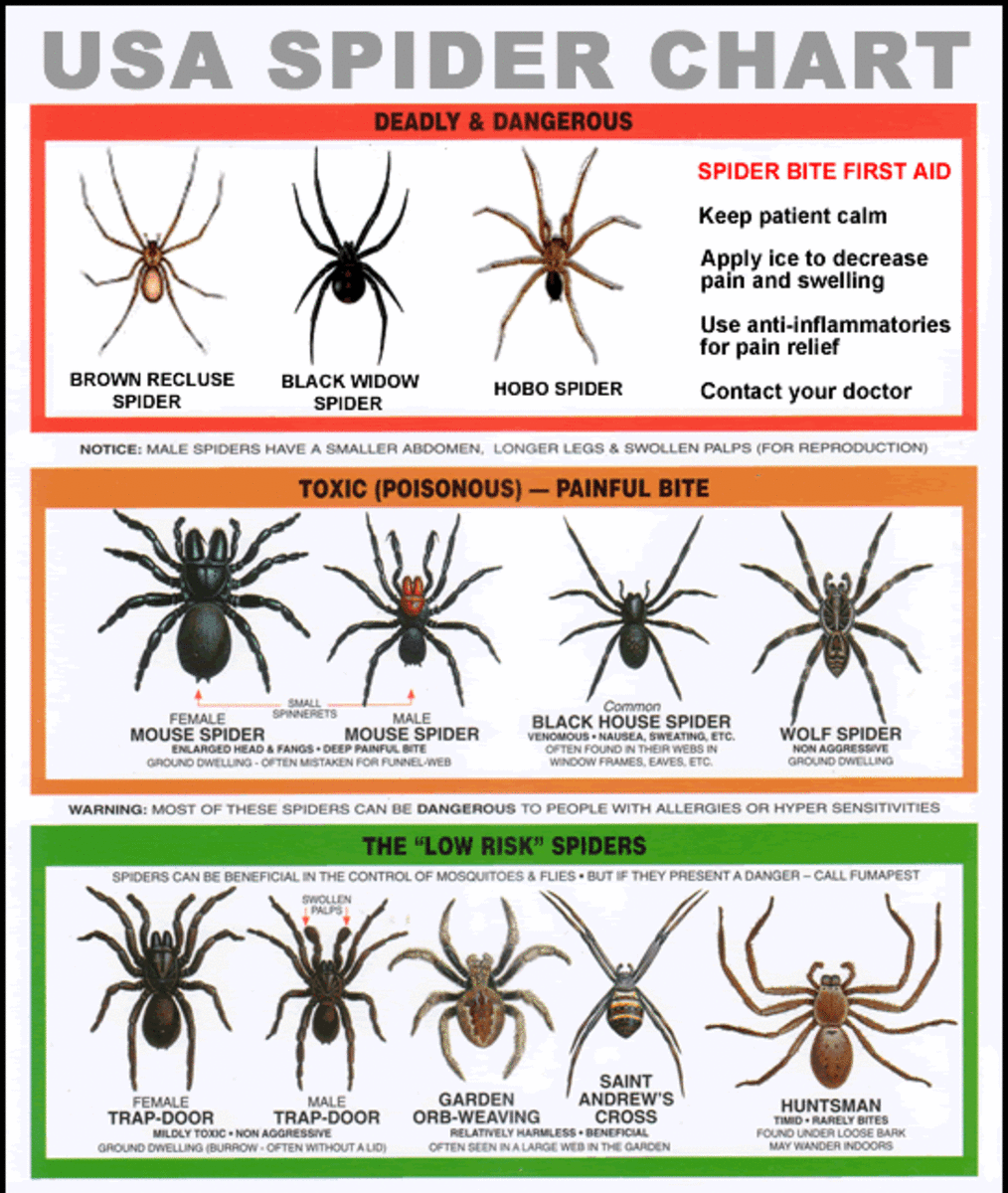 What are the 3 poisonous spiders?