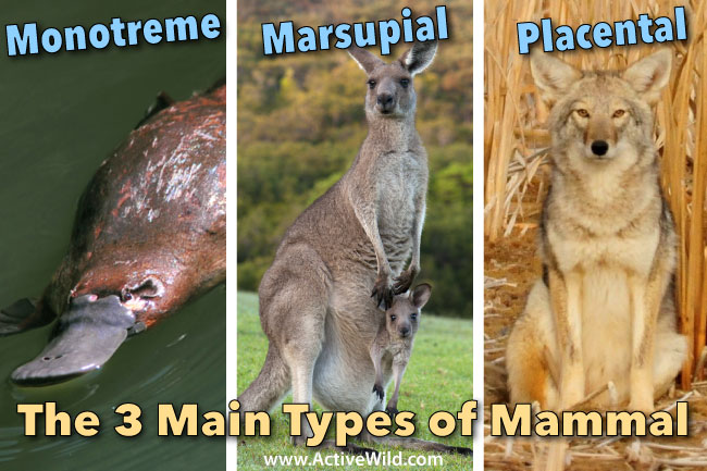 What are the 3 types of mammals?