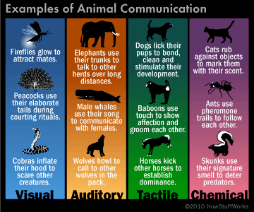 What are the 4 types of animal communication?