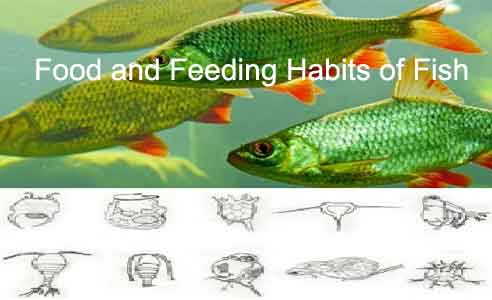 What are the 4 types of eating habits of fish?