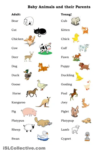 What are the 40 names of Baby Animals and their parents?
