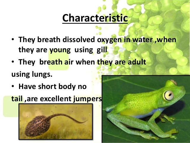 What are the 5 characteristics of a frog?