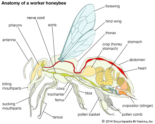 What are the 5 characteristics of a honey bee?