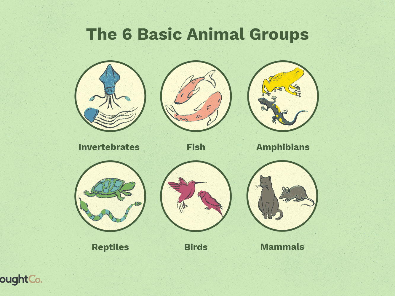 What are the 5 main animal groups?