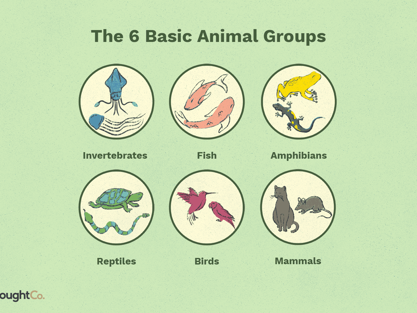 What are the 5 main groups of animals?