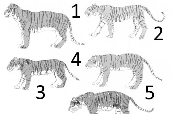 What are the 5 tiger subspecies?