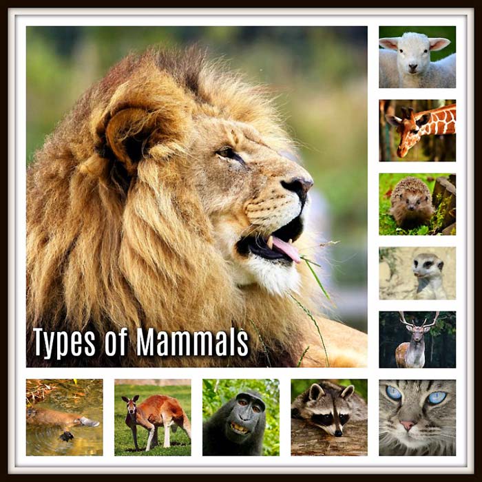 What are the 5 types of mammals?