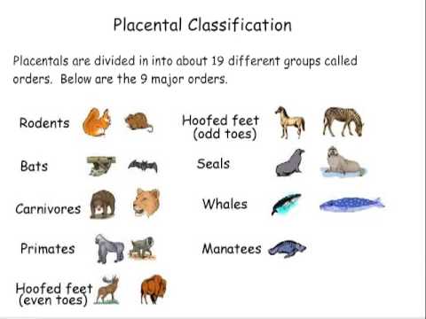 What are the 7 classification of mammals?