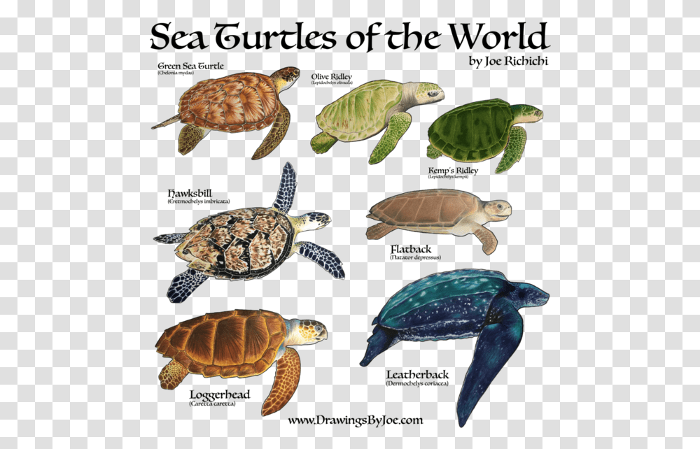 What are the 7 species of sea turtle?