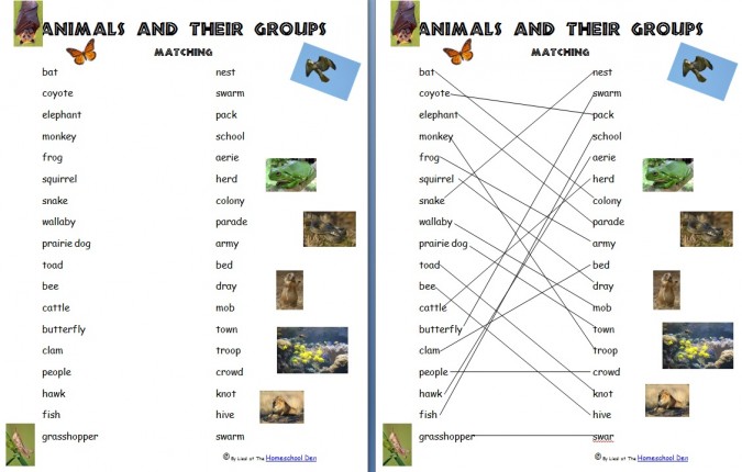 What are the 8 groups of animals?