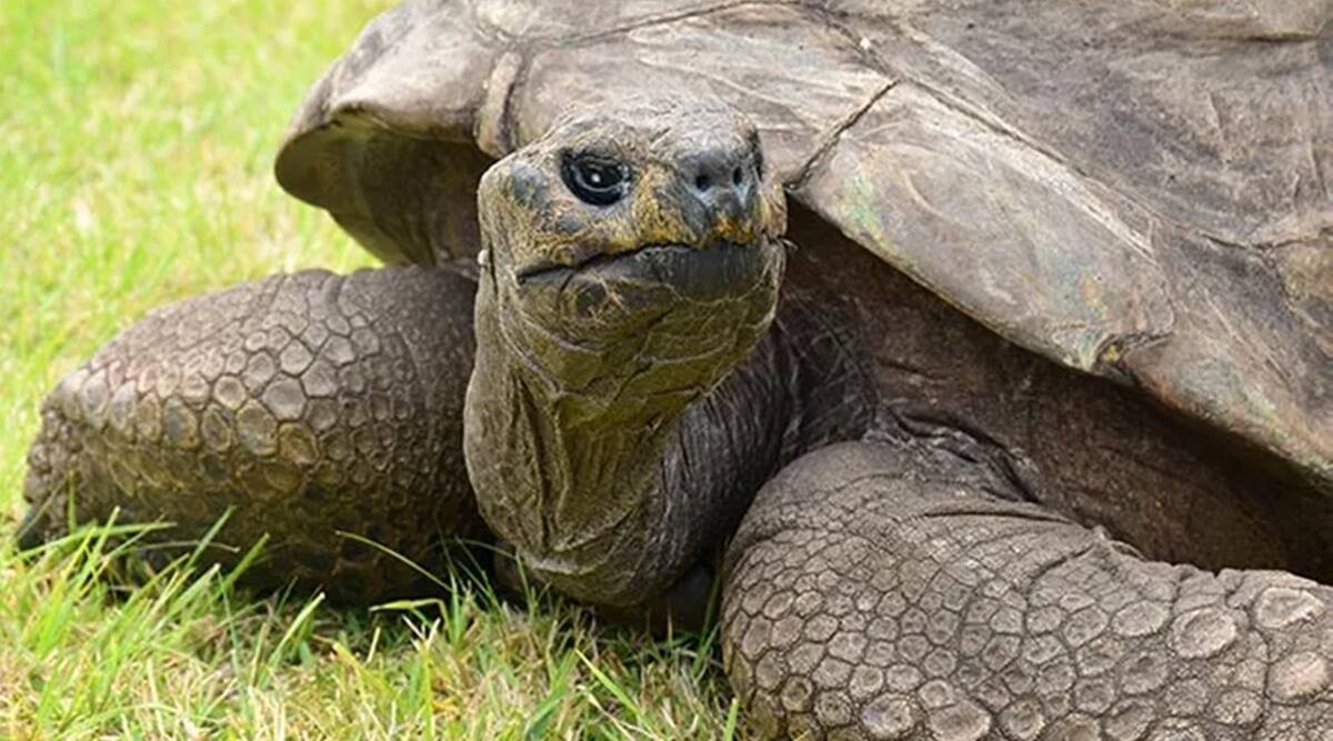 What are the 8 oldest tortoises in the world?