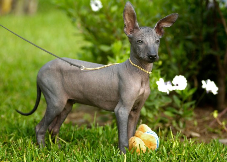 What are the advantages of a hairless dog?