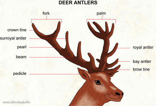 What are the antlers on a deer called?