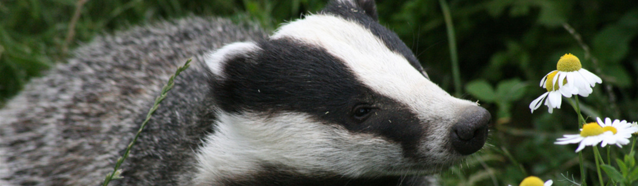 What are the Badger's habits?