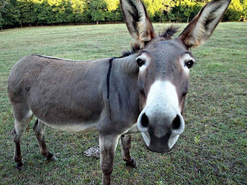 What are the best donkey names to pair?