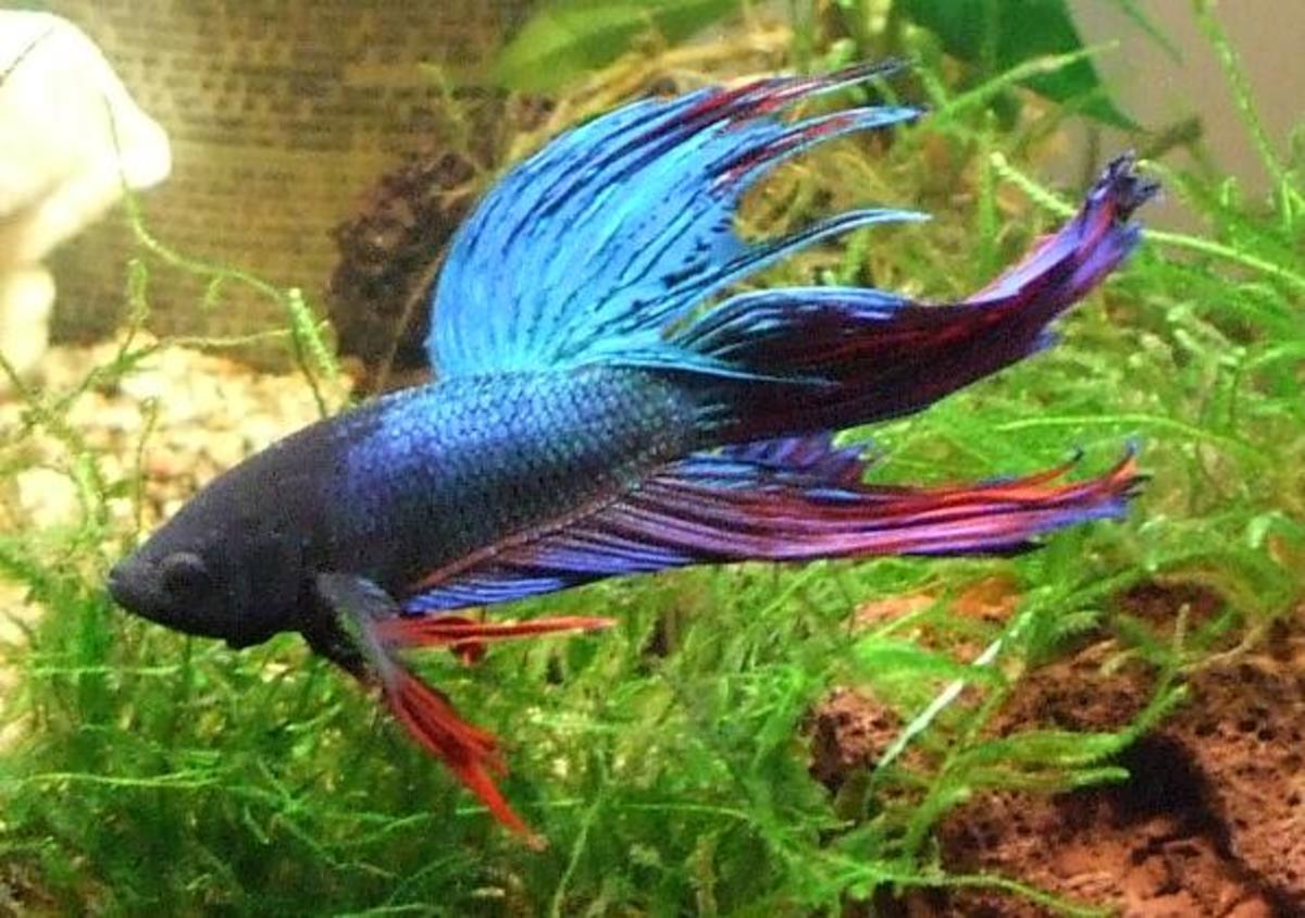 What are the best fish for a small aquarium?