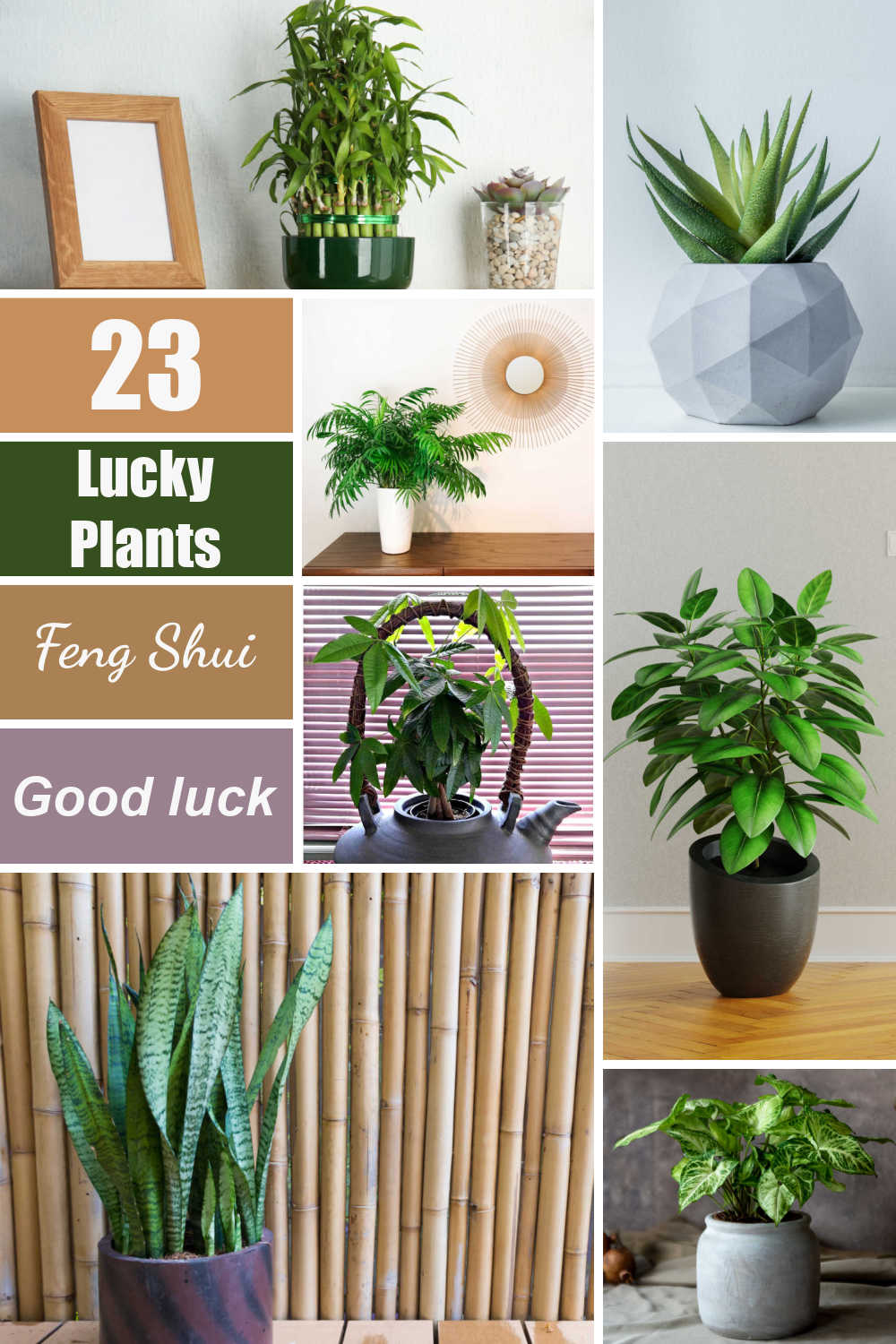 What are the best plants for good luck in the House?