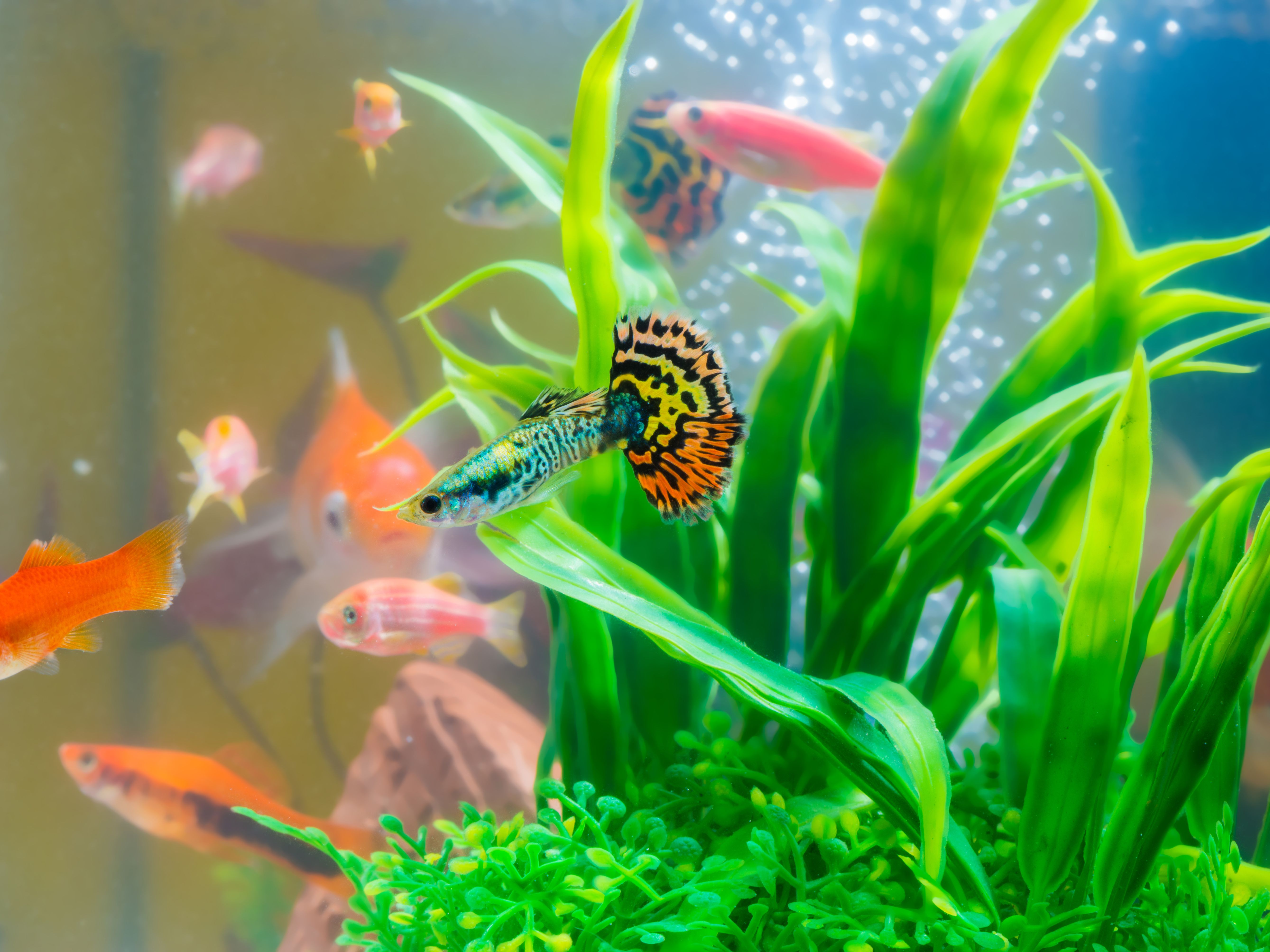 What are the best small aquarium fish that stay small?