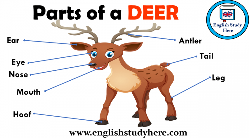 What are the body parts of a deer?