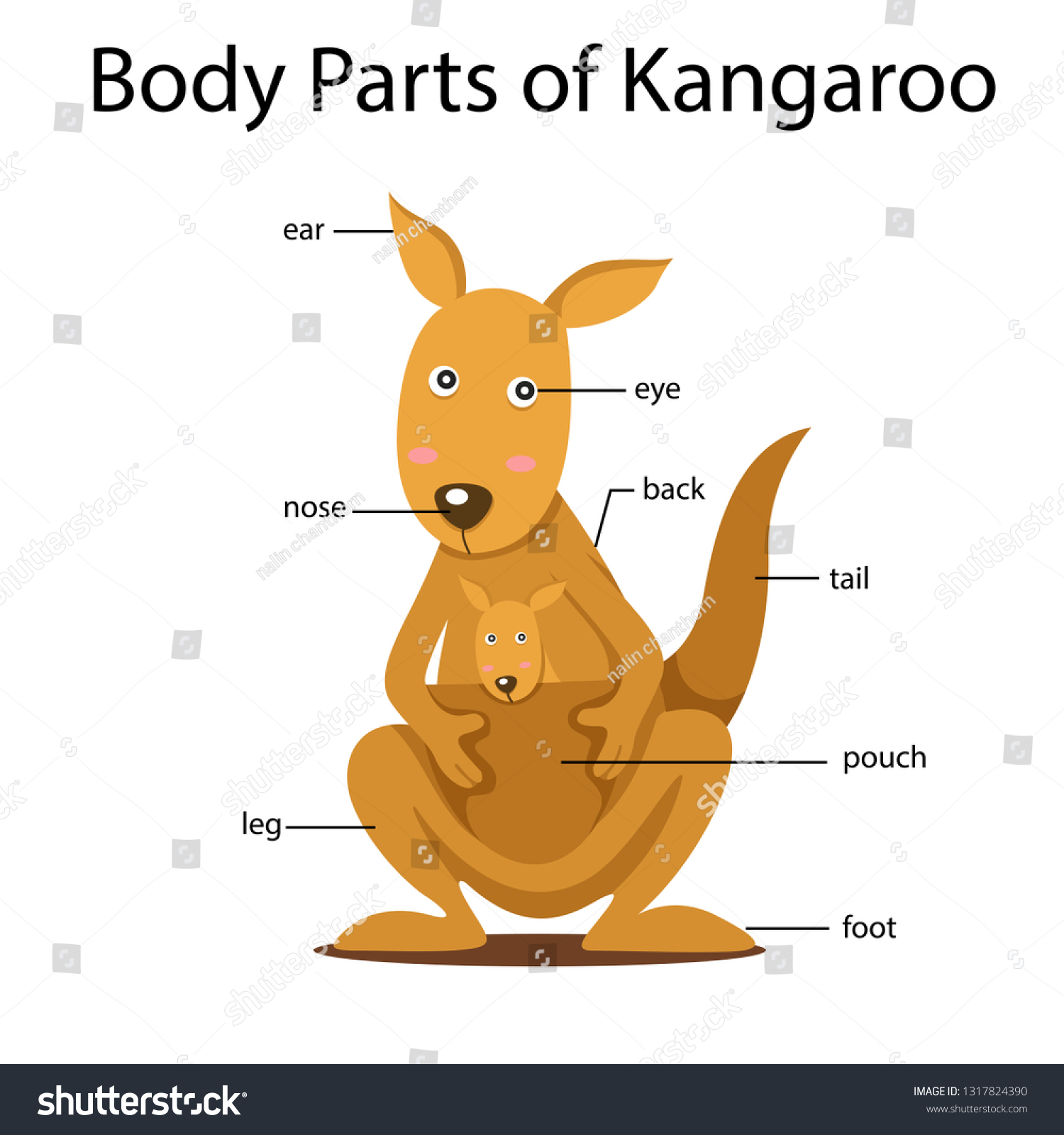 What are the body parts of a kangaroo?