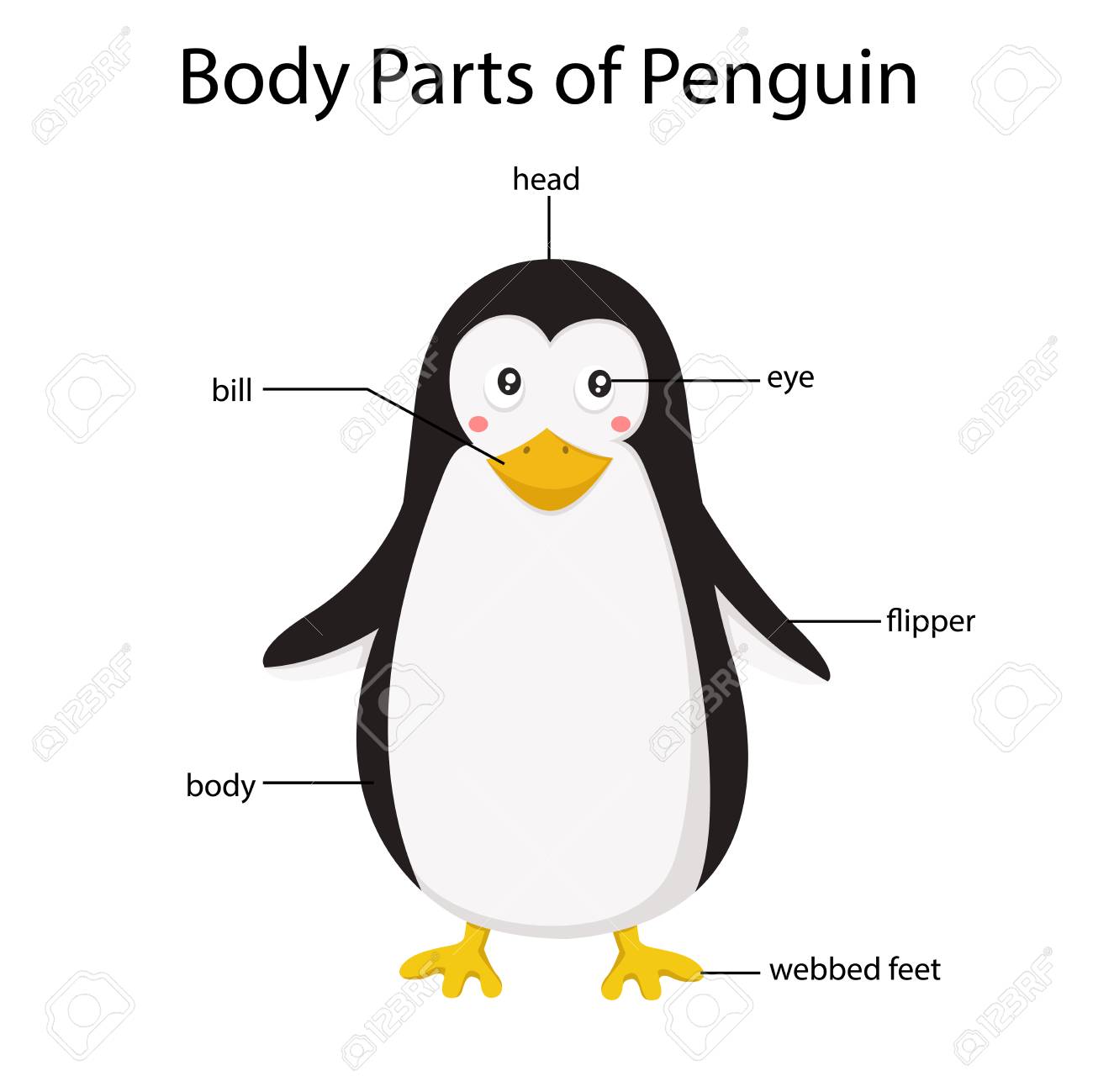 What are the body parts of a penguin?
