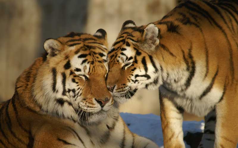What are the breeding habits of Tigers?