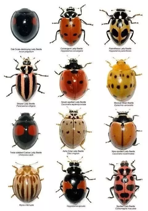 What are the bugs that look like ladybugs but aren t?