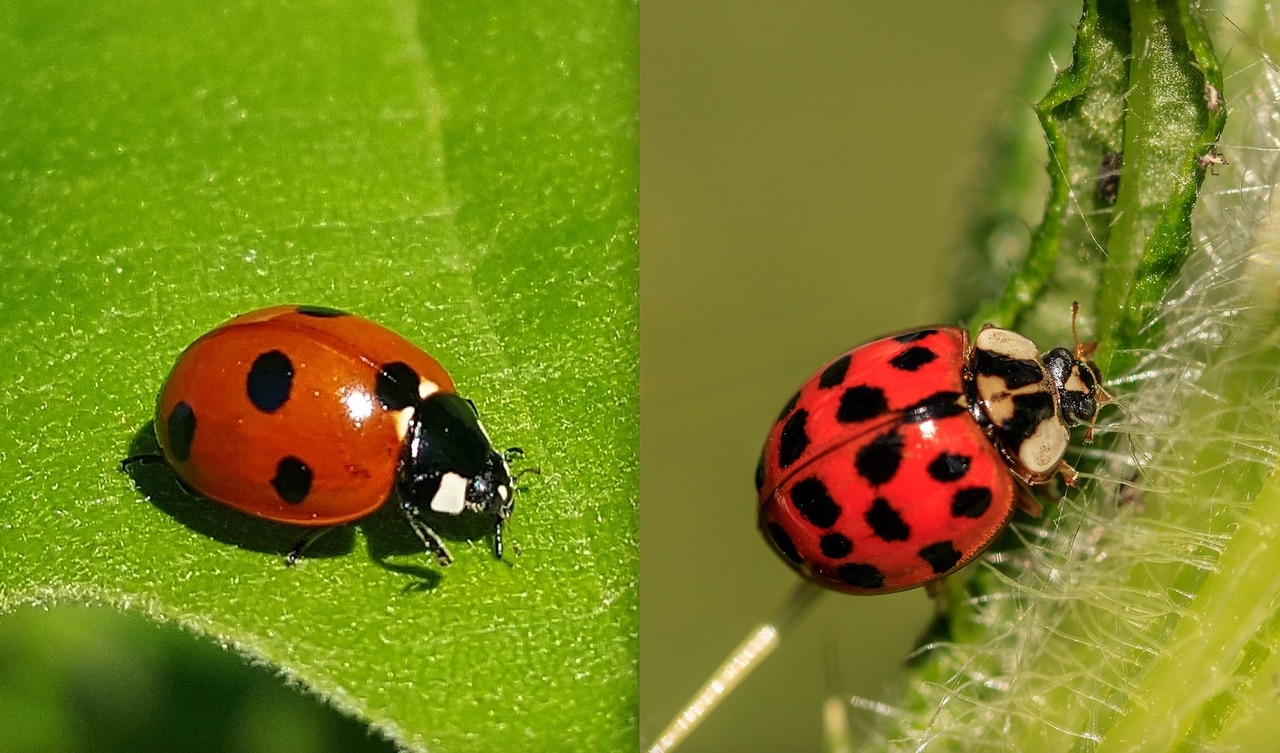 What are the bugs that look like ladybugs?
