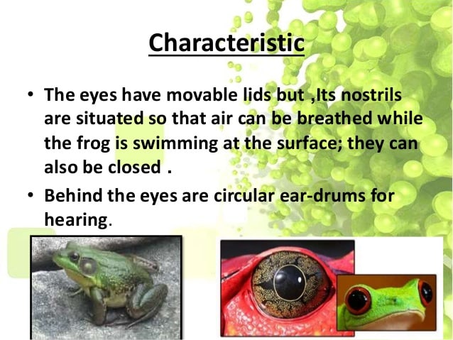 What are the characteristics of a frog?