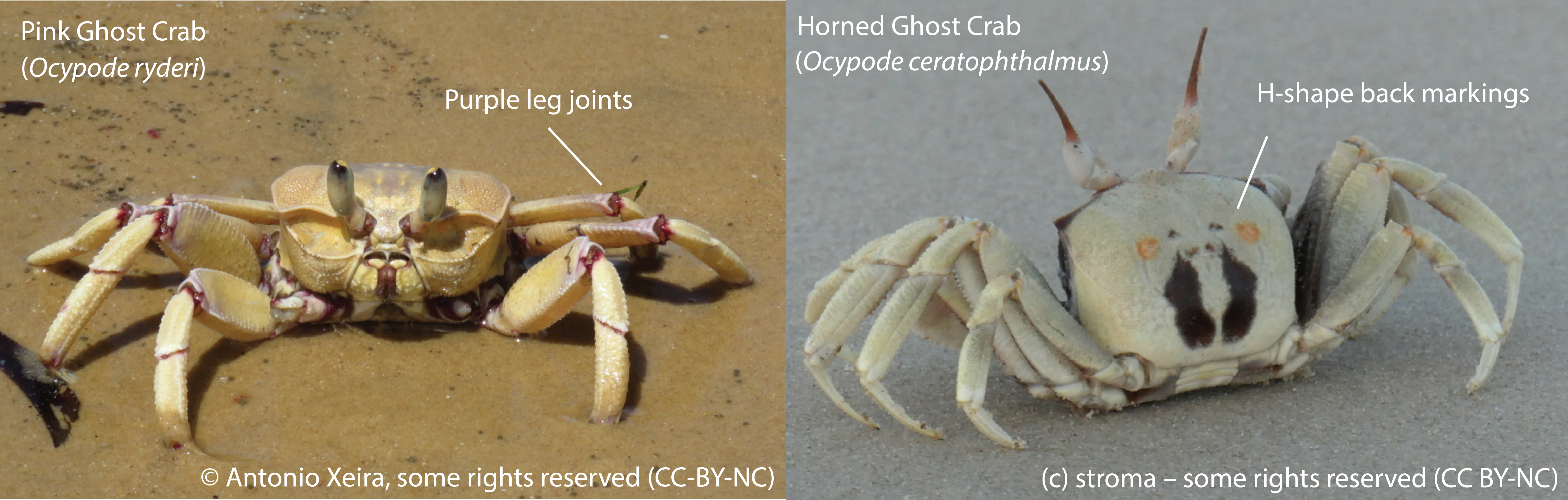 What are the characteristics of a ghost crab?