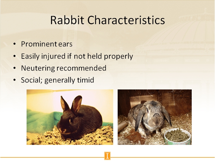 What are the characteristics of a pet rabbit?